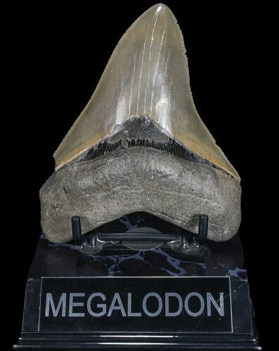 Fossil Megalodon Tooth - Georgia #75796